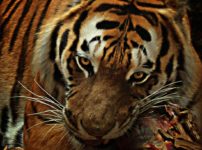 angry animal animal photography big